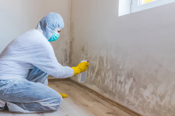 Mold Remediation specialist working in Millis